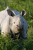 Indian Rhinoceros (Rhinoceros unicornis) grazing, Kaziranga National Park, India