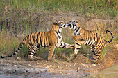 Bengal Tiger (Panthera tigris tigris) two year old cubs playing, Bandhavgarh National Park, India