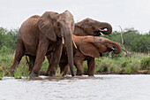 African Elephant (Loxodonta africana) group drinking, Tumaren Ranch, Kenya