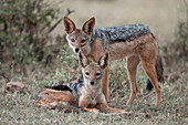 Black-backed Jackal (Canis mesomelas) pair, Loisaba Wilderness, Kenya