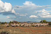 Grevy's Zebra (Equus grevyi) herd, Mpala Research Centre, Kenya