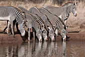 Grevy's Zebra (Equus grevyi) group drinking, Lewa Wildlife Conservation Area, Kenya