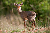 Kirk's Dik-dik (Madoqua kirkii) male, Mpala Research Centre, Kenya