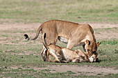 African Lion (Panthera leo) female playing with cub, Ol Pejeta Conservancy, Kenya