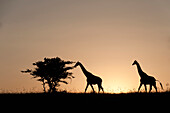 Reticulated Giraffe (Giraffa camelopardalis reticulata) pair, El Karama Ranch, Kenya