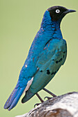 Superb Starling (Lamprotornis superbus), Laikipia Wildlife Conservancy, Kenya