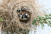 White-browed Sparrow-Weaver (Plocepasser mahali) male in nest, Mpala Research Centre, Kenya