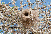 White-browed Sparrow-Weaver (Plocepasser mahali) nest, Loisaba Wilderness, Kenya