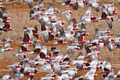 Galah (Eolophus roseicapilla) flock flying, Western Australia, Australia