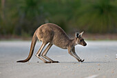 Western Grey Kangaroo (Macropus fuliginosus) female crossing road in Pinnaroo Valley Memorial Park, Perth, Western Australia, Australia