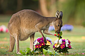 Western Grey Kangaroo (Macropus fuliginosus) eating flowers left on grave in Pinnaroo Valley Memorial Park, an environmentally responsible cemetery, Perth, Western Australia, Australia