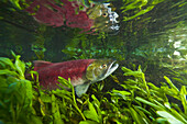 Sockeye Salmon (Oncorhynchus nerka) female swimming in tributary to Adams River during spawning run, Roderick Haig-Brown Provincial Park, British Columbia, Canada