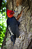 Magellanic Woodpecker (Campephilus magellanicus) male on Southern Beech (Nothofagus sp) tree, Los Glaciares National Park, Patagonia, Argentina