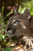 Mountain Lion (Puma concolor), Belize Zoo, Belize