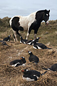 Gentoo Penguin (Pygoscelis papua) group on nests and Domestic Horse (Equus caballus), West Falklands, Falkland Islands