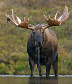 Alaska Moose (Alces alces gigas) sub-adult bull with antlers shedding velvet feeding in tundra pond, Denali National Park, Alaska