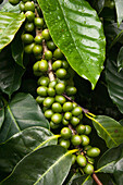 Coffee Bush (Coffea sp) with berries grown under shade of endemic Scalesia (Scalesia pedunculata) trees, Santa Cruz Island, Galapagos Islands, Ecuador