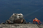 Marine Iguana (Amblyrhynchus cristatus) and Sally Lightfoot Crab (Grapsus grapsus), Cape Douglas, Fernandina Island, Galapagos Islands, Ecuador