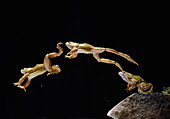 Common Frog (Rana temporaria) leaping from rock, multiple exposures