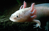 Mexican Axolotl (Ambystoma mexicanum) neotenic larva