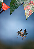 Squash Bug (Coreidae) flying, Everglades, Florida