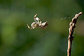 Feather-legged Spider (Hyptiotes paradoxus) rolling up web into silk ball prior to re-ingestion, England