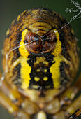 Wasp Spider (Argiope bruennichi) spinnerets spinning silk, Sussex, England