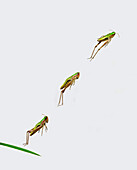 Meadow Grasshopper (Chorthippus parallelus) leaping, multiple exposures