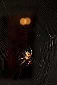 Orb-weaver Spider (Araneus angulatus) in web at night, England