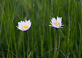 Common Daisy (Bellis perennis) with petals opening after sunrise, Sussex, England, sequence 2/3