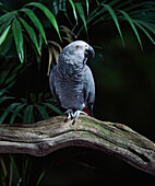 African Grey Parrot (Psittacus erithacus)