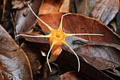 Thismia (Thismia aseroe) saprophytic plant found in deep pockets of decaying leaf litter on limestone hills, Bau, Fairy Cave, Sarawak, Borneo, Malaysia