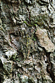 Pygmy Grasshopper (Discotettix sp) camouflaged on bark, Padawan, Gunung Braang, Sarawak, Borneo, Malaysia