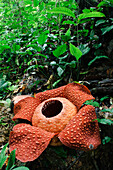 Rafflesia (Rafflesia tuan-mudae) flower, Padawan, Gunung Braang, Sarawak, Borneo, Malaysia