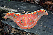 Saturniid Moth (Antheraea larissa), Lundu, Sarawak, Borneo, Malaysia
