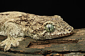 Halamahera Gaint Gecko (Gehyra vorax), Jakarta, Java, Indonesia