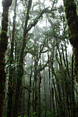 Trees heavily laden with epiphytic plants in the montane rainforest, Lore Lindu National Park, Sulawesi, Indonesia