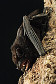 Large False Serotine (Hesperoptenus tomesi) bat, Bintulu, Bukit Sarang Conservation Area, Sarawak, Borneo, Malaysia