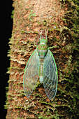 Cicada (Cicadidae) newly emerged adult with exuvium, Gunung Penrissen, Sarawak, Borneo, Malaysia
