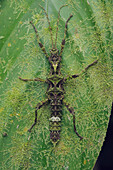 Stick Insect (Phasmatidae), Kinabatangan Wildlife Sanctuary, Sabah, Borneo, Malaysia