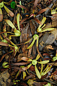 Kapur (Dryobalanops lanceolata) seeds carpeting rainforest floor, Danum Valley Conservation Area, Sabah, Borneo, Malaysia