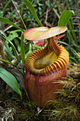 Villose Pitcher Plant (Nepenthes villosa) pitcher, Kinabalu National Park, Sabah, Borneo, Malaysia
