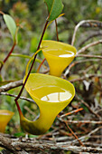 Pitcher Plant (Nepenthes inermis) pitchers filled with water, Gunung Talang, Sumatra, Indonesia
