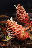 Ginger (Zingiber longipedunculatum) shoots with peduncles carrying inflorescence, Gunung Mulu National Park, Sarawak, Borneo, Malaysia