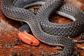 Red-headed Reed Snake (Calamaria schlegeli schlegeli), Kubah National Park, Sarawak, Borneo, Malaysia