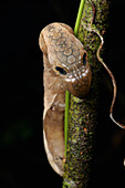 Moth caterpillar gives the threatening appearance of a snake head, which may help to ward off potential predators, Gunung Mulu National Park, Sarawak, Borneo, Malaysia