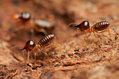 Termites, Kubah National Park, Sarawak, Borneo, Malaysia