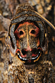 Death's Head Hawk Moth (Acherontia lachesis), Kinabalu National Park, Sabah, Borneo, Malaysia