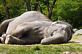 Asian Elephant (Elephas maximus) sleeping, native to southeast Asia