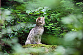 Wild Cat (Felis silvestris) kitten, Bayrischer Wald National Park, Bavaria, Germany